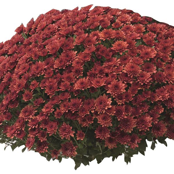BLANCHETTE RED ®